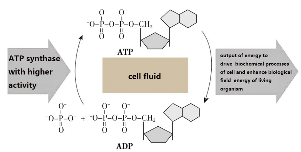 ATP/ADP mutual conversion in mitochondria of cells under the action of SWs.