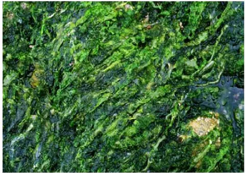 Figure 2: Green Seaweed (Ulva) [9]