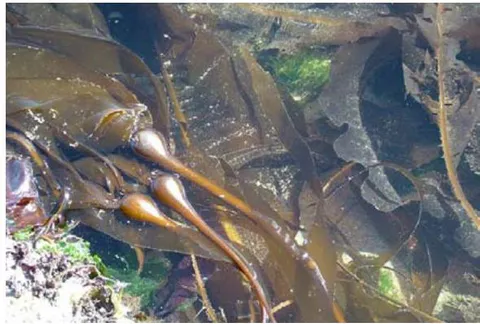 Figure 4: Brown seaweed (Nereocystis) [9]