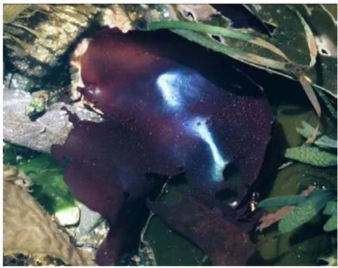 Figure 3: Red Seaweed (Mazzella) [9]