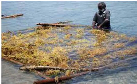 Figure 6: Bamboo raft method seaweeds for harvesting [42]. Figure 5 and Figure 6 show the bamboo raft method of seaweed cultivation.