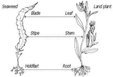 Figure 1: Seaweed structure general biology [9]