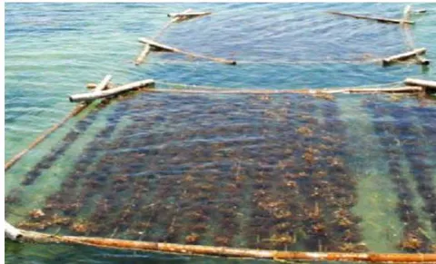 Figure 5: Bamboo raft method [42].