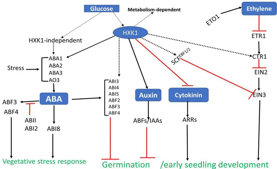 Fig. 6: Hypothetical model of genetic interactions between sugar and hormone signaling. HXK1-mediated glucose signaling that regulates dormancy induction, germination and seedling development by inducing both ABA biosynthesis and ABA signaling gene expression. Glucose and ethylene signaling converge on the ETHYLENE INSENSITIVE3 (EIN3) TF to differentially regulate its protein stability. HXK-signaling interacts positively and negatively with auxin and cytokinin signaling respectively. Hypothetical connections are shown with dashed lines, while connections that led to biosynthetic or regulatory product and developmental trait are shown with arrows, whereas connections that result in repression of either biosynthetic or regulatory product and developmental trait are shown with arrow bars. Source: Smekeens, et al, 2010
