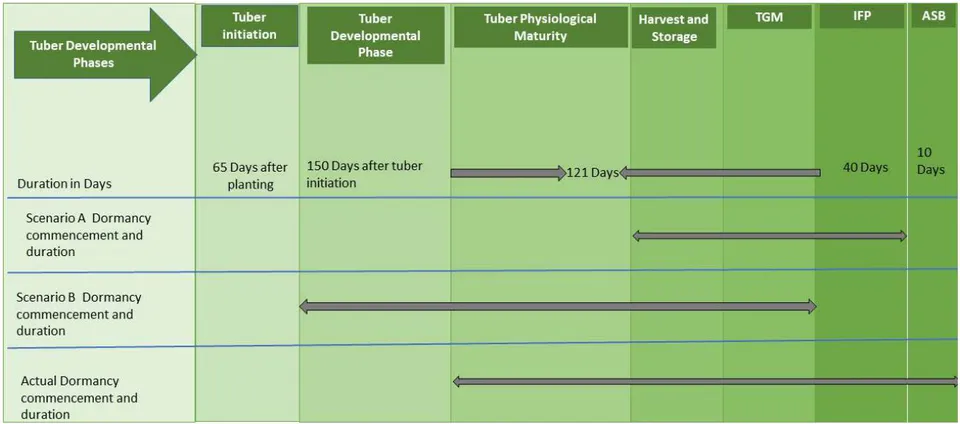 Fig. 2: Diagrammatical representation of yam tuber developmental phenology. Showing the proposed tuber dormancy induction and duration according the two lines of hypotheses, and the actual dormancy induction phenophase and duration based on empirical observation