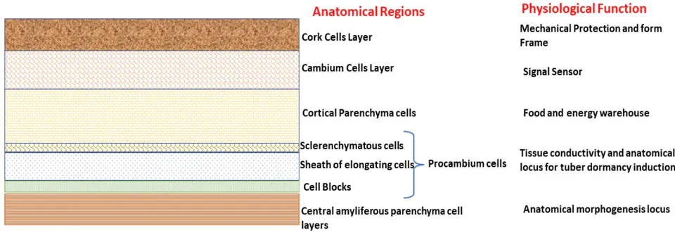 Fig. 3: Hypothetical anatomical structure of dormant yam tuber. Showing different anatomical cell layers and their physiological functions, revealing cell blocks as the anatomical locus for dormancy induction in yam tuber