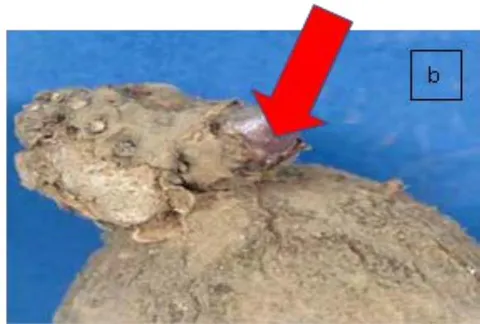 Fig. 1: The structures of primary nodal complex-PNC, showing external sprouting process at two different levels of germination locus