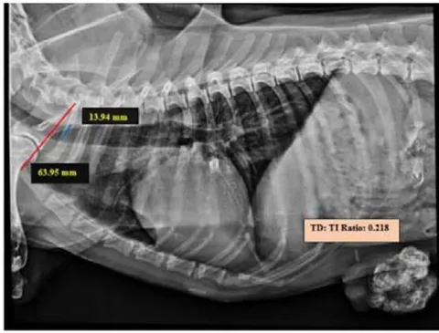 Fig.1: Skiagram showing measurement of TD: TI ratio from the right lateral view
