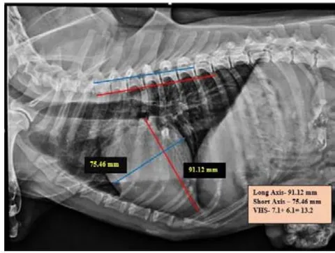 Fig. 2: Skiagram showing measurement of vertebral heart score from the right lateral view