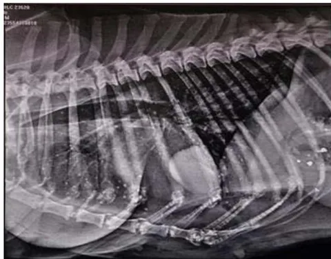 Fig. 7: Skiagram of the thorax showing pulmonary miliary nodules, pulmonary micronodules at the cranioventral region and pulmonary mass at caudoventral region of lung parenchyma and suspecting cavitation at the cranioventral area in right lateral view in dog Ag