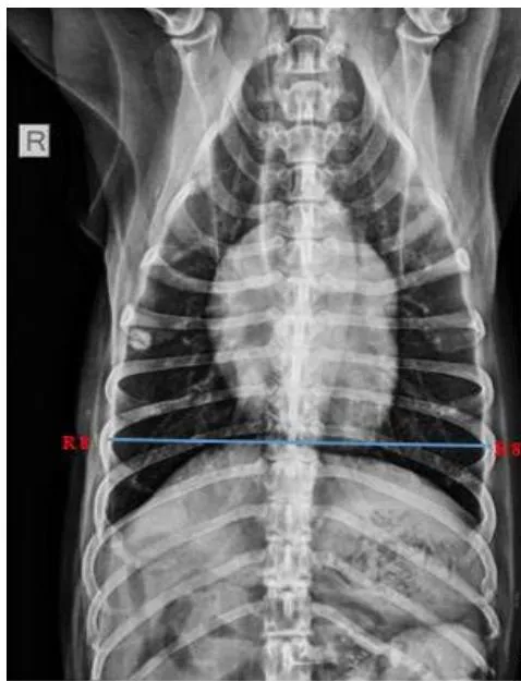 Fig. 4: Skiagram showing measurement of thoracic width on ventrodorsal view for assessment of the cardiothoracic ratio