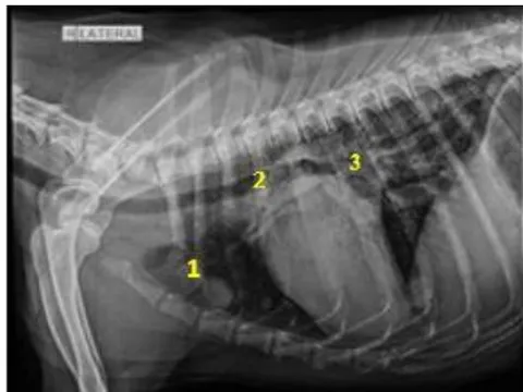 Fig. 5: Skiagram of the thorax on the right lateral view showing cranioventral mediastinal mass (1), tracheal displacement (2), and suspecting tracheobronchial lymphadenopathy (3) in dog A11