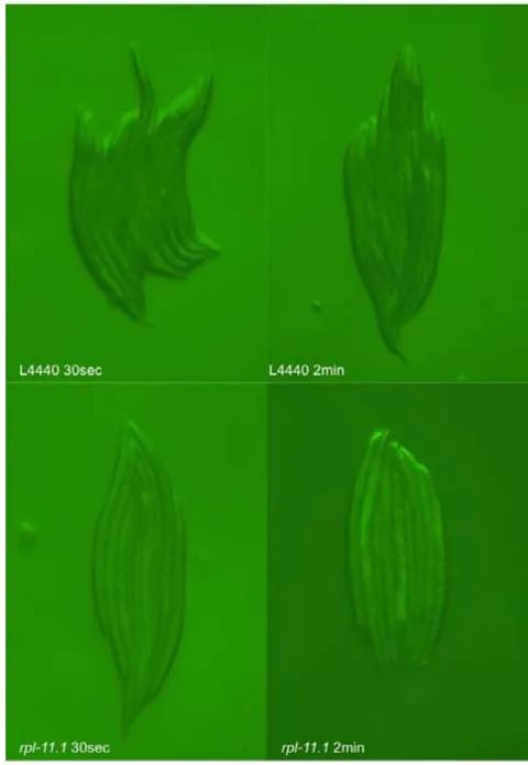Figure 3: Micrographs of double-gene knockdown C. elegans PP563. Micrographs were taken at 31.6 ms exposure