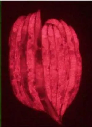 Figure 2: rpl-11. 1 knockdown in MAH215 via RNAi in comparison with L4440 control. Micrographs taken at 31.6ms exposure time and 2.0x gain.Merged fluorescence images are acquired by combining coloured images (GFP signal and mCherry signal) in silico