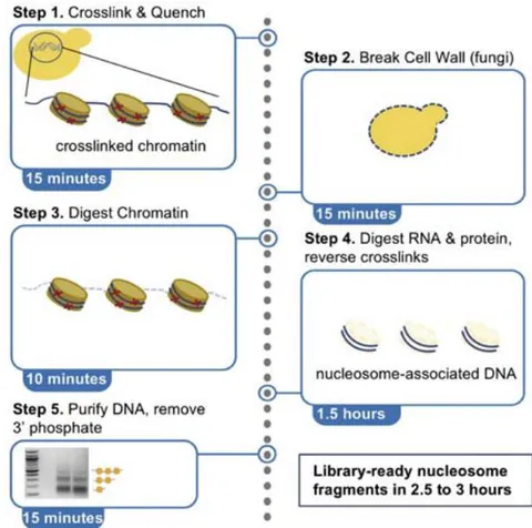 Figure 2: The schematic diagram of MNase seq method Reference: See Figures section of References