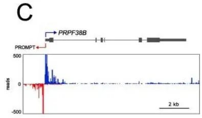 Figure 1: The schematic diagram of the NET-seq method. Reference: See Figures section of References