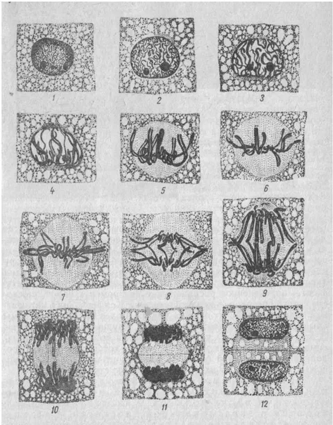 Fig. 3: Mitosis in aloe root cells (according to [11]). fig. 2 for comparison. For practical calculations of the "nonroughness" date of the dynamic system of the vector time field (A.1 and A.2), in a growing sunflower organism, a special case of our characteristic index (18) has the form: