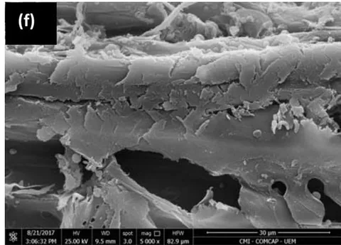 Figure 2: SEM images of wood waste non-treated, (a) control, and treated, (b) WT30, (c) WT60, (d) WT120, (e) WT180, and (f) WT240