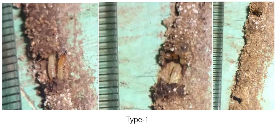 Fig. 3: Damaged (10%) mud tube (10 mm length x 5mm breadth x 2mm height) closed within 2 hours