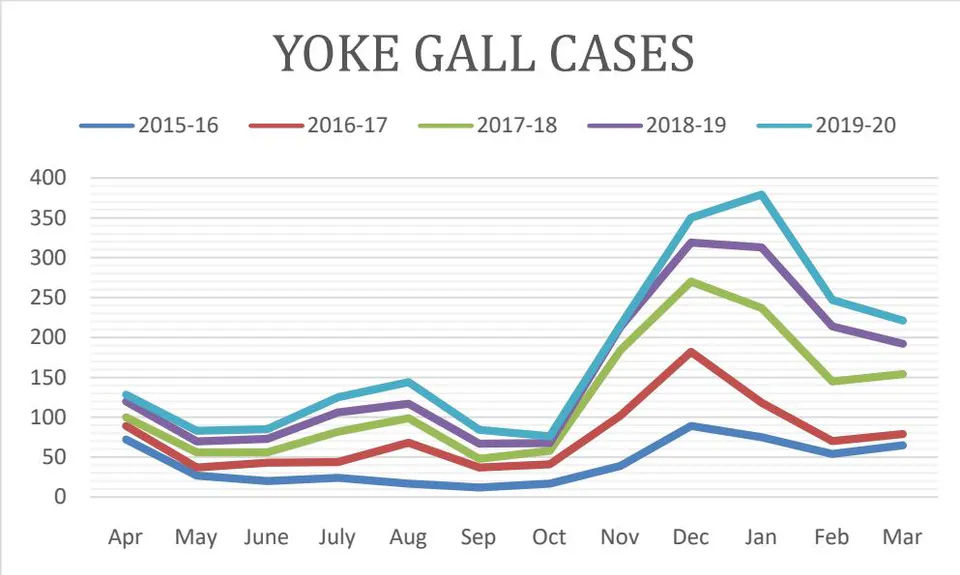 Fig. 7: Number of animals affected withyoke gall depictedmonth wise in each year
