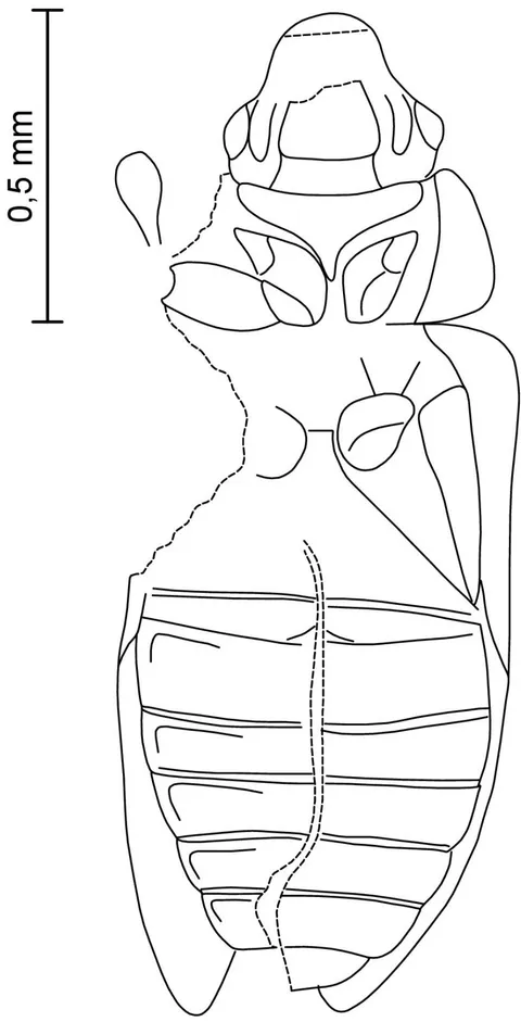 Figure 3: Palaeoscapha tunguskaensis gen. et sp. nov.: holotype, habitus, line drawing. Scale bar 0.5 mm.