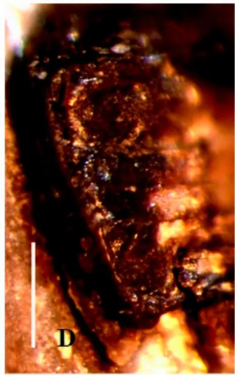 Figure 1: Palaeoscapha tunguskaensis gen. et sp. nov., holotype, photographs: A, B - habitus, C - head and thorax, D - abdomen. Scale bar 0.5 mm (A, B), 0.2 mm (C,D).