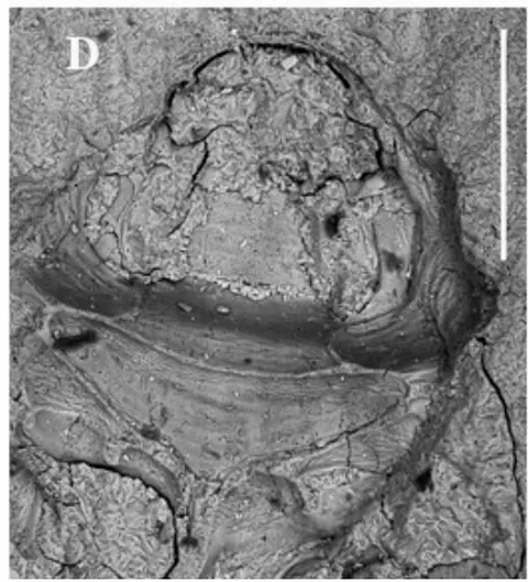 Figure 2: Palaeoscapha tunguskaensis gen. et sp. nov., holotype, SEM: A, B - habitus, C, D - head and prosternum. Scale bar 0.5 mm (B), 0.2 mm (D), not for scale (A,C).