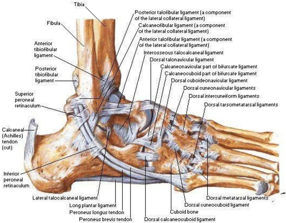 Figure 1: Ligament View, Netter 2019