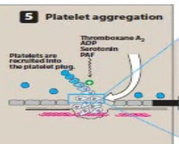 Figure 3: Scheme for Coagulation cascade (secondary hemostasis) showing the four phases of thrombus formation, which are resting platelets, platelet adhesion, platelet adhesion, and platelet aggregation