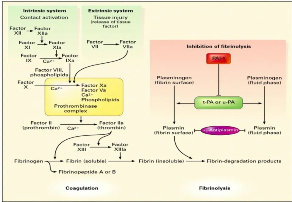Figure 4: The Coagulation and Fibrinolytic Pathways in normal cells