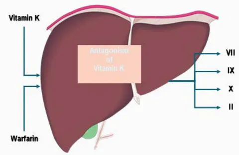 Figure 5: Warfarin and vitamin K mechanism of action showing antagonism of vitamin K synthesis in the liver of non-functional coagulation factors in the presence of vitamin K epoxide reductase