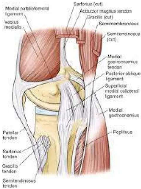 Fig. 2: Medial side of the knee with the medial collateral ligament and posterior oblique ligament. A redrawn from LaPrade, RF, Engebretsen AH, Ly TV, et al: The anatomy of the medial part of the knee. J Bone Joint Surg Am 89:2000, 2007.)