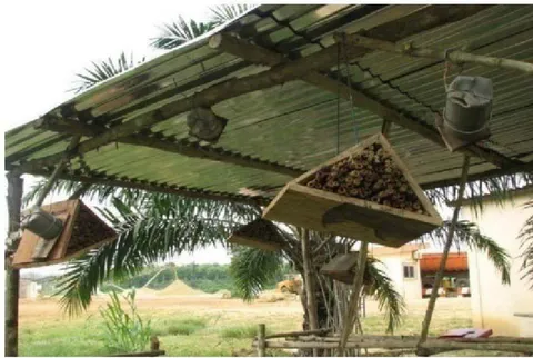 Figure 4: Solitary and Melipona Nests Found at a Bee Hotel in the District of Lokossa.