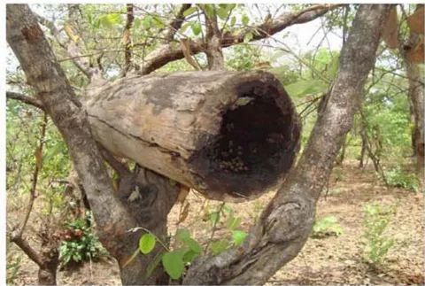 Figure 1: Traditional Honey Bee Hive in Clay Mud (Left) and Hollowed-out Tree Trunks (Right) in the District of Keru (Benin).