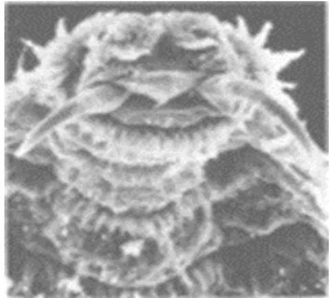 Fig. 5: Oestus ovis larva: cephalic end [electron microscopy image (x340) showing the 2 hooks curved in the shape of a horn]. Source: Steven JD et al Br J Ophthalmol 1991(75) [9]