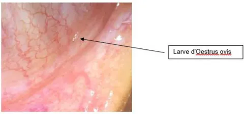 Figure 1: Macroscopic appearance of the first stage L1 Oestrusovis larva.