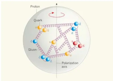 Figure 1: The structure of the proton, quarks and gluons