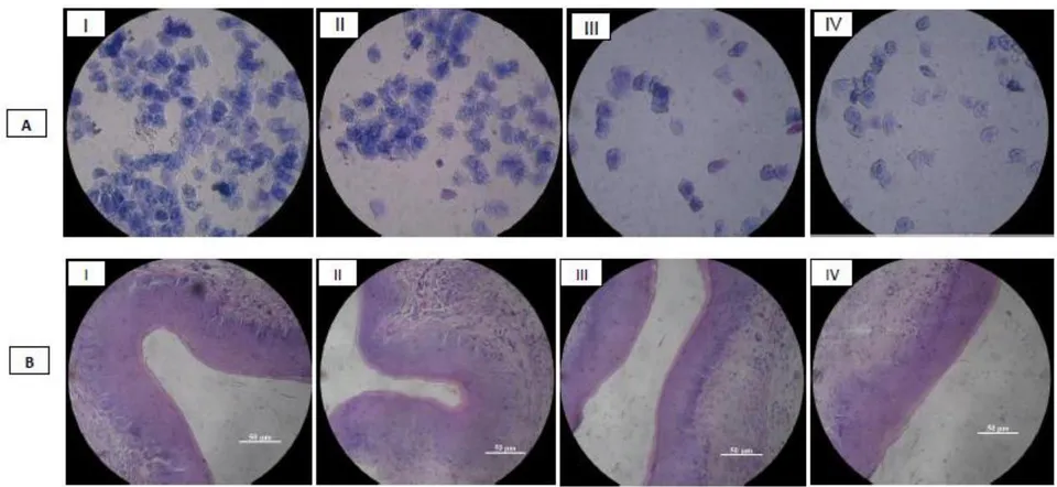 Fig. 2: Vaginal Cytology (A) and Histology (B) images of BALB/c mice after 171 intravaginal administration with different phytobiotics. A-I: L. rhamnosus 172 CRL1332+Hamamelis; A-II: Hamamelis; A-III: L. reuteri CRL1324+Hamamelis; A173 IV: Control. B-I: L. gasseri CRL1320+Hamamelis; B-II: Hamamelis; B-III: L. gasseri 174 CRL1320; B-IV: Control.