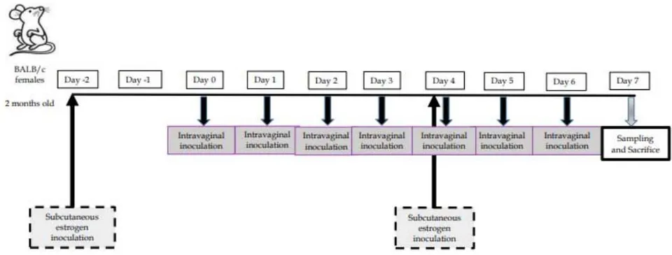 Fig. 4: Protocol of Administration of Phytobiotics, Lactobacilli and Phytocompounds by I.Va. Route to Estrogenized-Adult BALB/C Female Mice