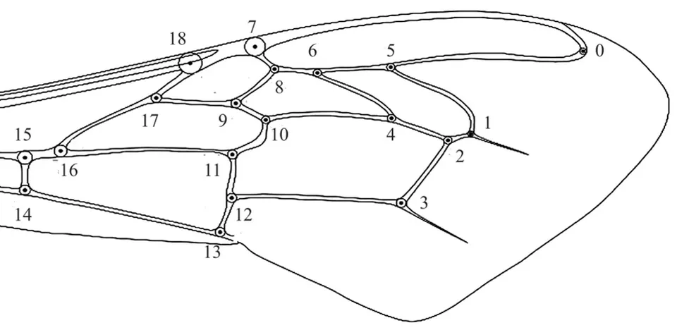 Scheme of numbering and order of applying reference points on the wing.
