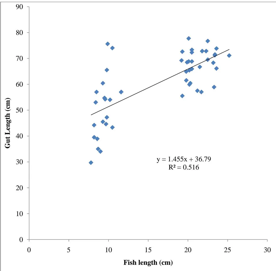 Figure 7: Gut-length - Fish length relationship of combine Oreochromis niloticus in Wudil River