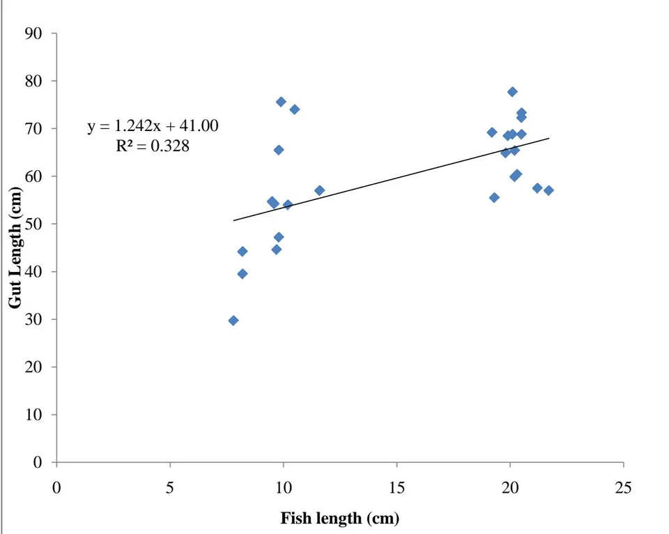 Figure 5: Gut length - Fish length relationship of female Oreochromis niloticus in Wudil River