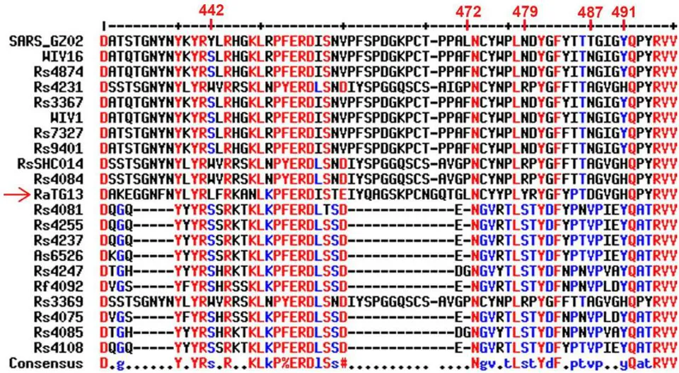 Figure 2: Sequence alignment comparing the RBMs of SARS (top) and RaTG13 (red arrow) to the RBMs of bat coronaviruses that Dr. Zhengli Shi published in high-profile journals between 2013 and 2018
^{25,32,34}. Amino acid residues highlighted by Shi as critical for binding the human ACE2 receptor ^{32} are labeled in red text on top. Alignment was done using the MultAlin webserver (http://multalin.toulouse.inra.fr/multalin/).