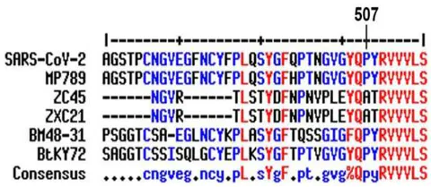 Figure 7: The extremely high purifying pressure observed for the RBM in the comparison of pangolin coronavirus MP789 and SARS-CoV-2 contradicts the principles of natural evolution. Synonymous and nonsynonymous mutations in the RBM region are analyzed between related coronaviruses: A. pangolin coronavirus MP789 (MT121216.1) and SARS-CoV-2 (NC_045512.2), B. bat coronaviruses BM48-31 (NC_014470.1) and BtKY72 (KY352407.1), and C. bat coronaviruses ZC45 and ZXC21. D. Alignment of the RBM sequences from all six viruses. The beginning and end of the RBM are labeled following the sequence of the SARS-CoV-2 Spike.