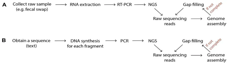 Figure 1: Illustration of steps involved in the sequencing and assembly of coronavirus genomes. A. The normal process. B. A possible route of fabricating a viral genome by creating a genomic sequence first and obtaining raw sequencing reads guided by it. NGS: Next Generation Sequencing.