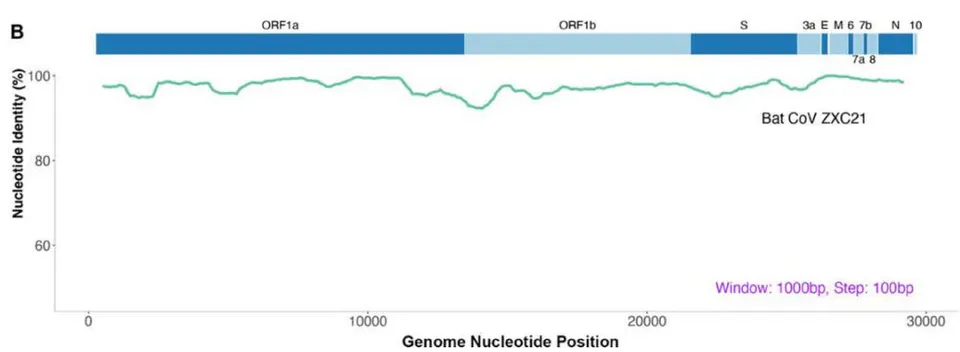 Figure 3: Simplot analyses show that high sequence identities are shared by two pairs of coronaviruses. A. the genomic sequence of RaTG13 is plotted against that of SARS-CoV-2. B. Genomic sequence of ZXC21 is plotted against that of ZC45.