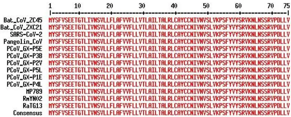 Figure 11: All novel coronaviruses recently published by the CCP-controlled laboratories share a 100% amino acid sequence identity on the E protein with ZC45 and ZXC21. Additional accession numbers of viruses: SARS-CoV-2 (NC_045512.2), Pangolin-CoV (EPI_ISL_410721), P5E (MT040336.1), P3B (MT072865.1), P2V (MT072864.1), P5L (MT040335.1), and P1E (MT040334.1).