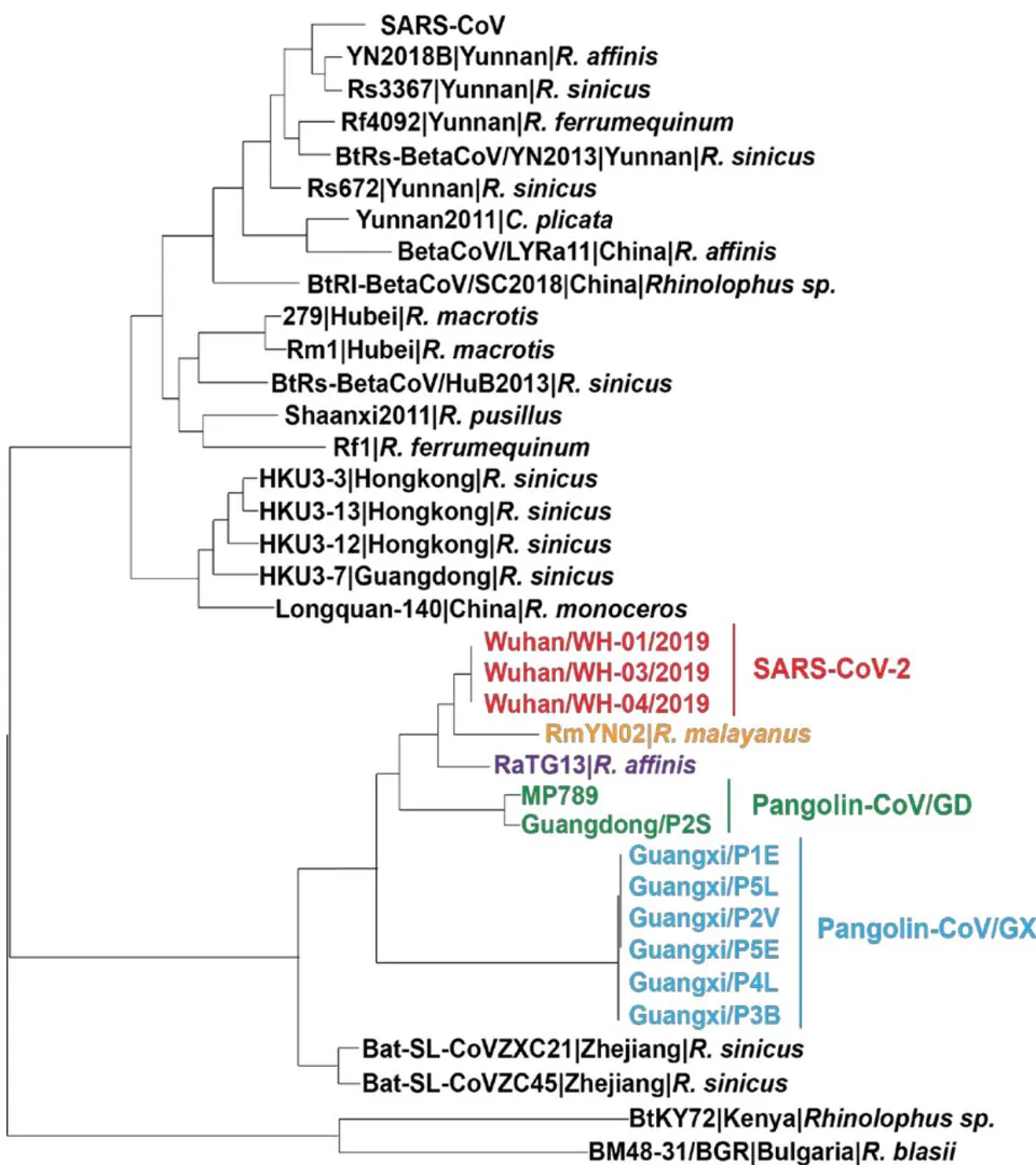 Figure 9: Phylogenetic analysis of SARS-CoV-2 and representative viruses from the subgenus sarbecoronavirus. Figure redrew from Zhou et al
^{9}. Colored viruses were all reported after the COVID-19 outbreak.