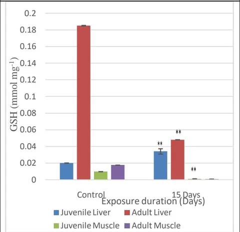 Fig. 10: Levels of GSH in the liver and muscle of juvenile and adult fish on MeHg exposure
