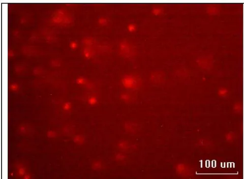 Fig. 3: Erythrocytes from the control juvenile fish